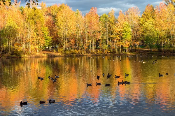 Herfst eend vijver — Stockfoto