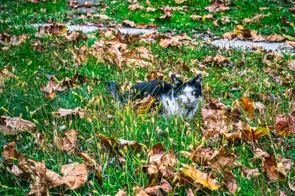 Chat dans l'herbe — Photo