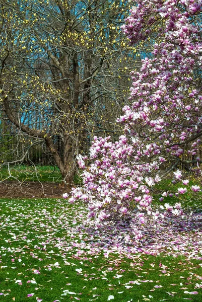 Magnolia och gräs — Stockfoto