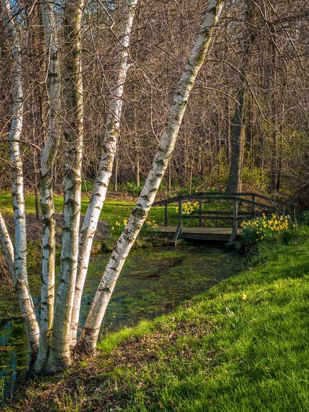Bahar beyaz huş ağacı — Stok fotoğraf
