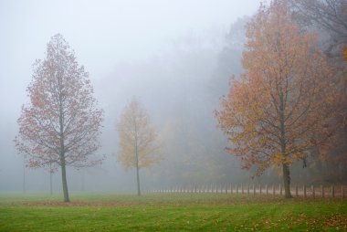 sisli sonbahar sabahı