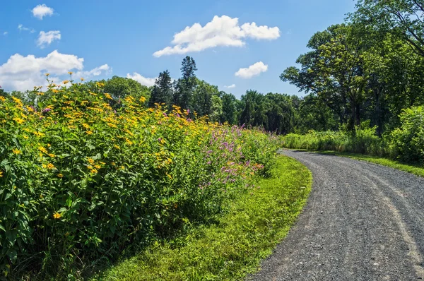 Yolda Meadows — Stok fotoğraf