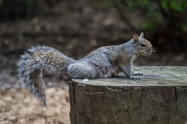 Eichhörnchen auf Baumstumpf — Stockfoto