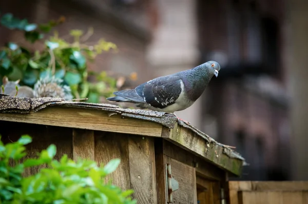 Piccione in città — Foto Stock