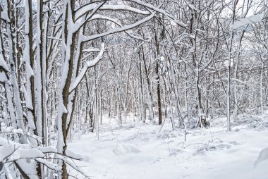 Beyaz Harikalar Diyarı