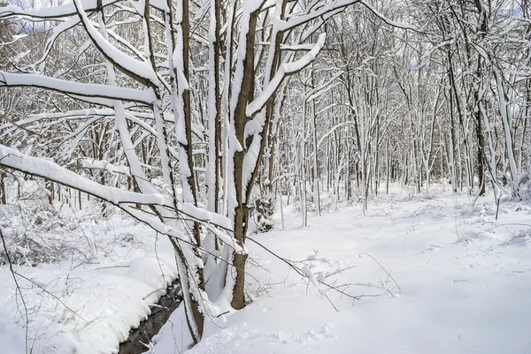 White Trees — Stock Photo, Image