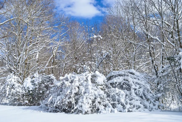 Schneebedeckte Wiese — Stockfoto
