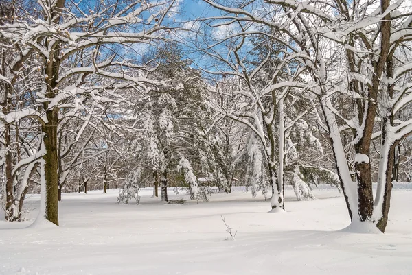 雪化粧木 — ストック写真