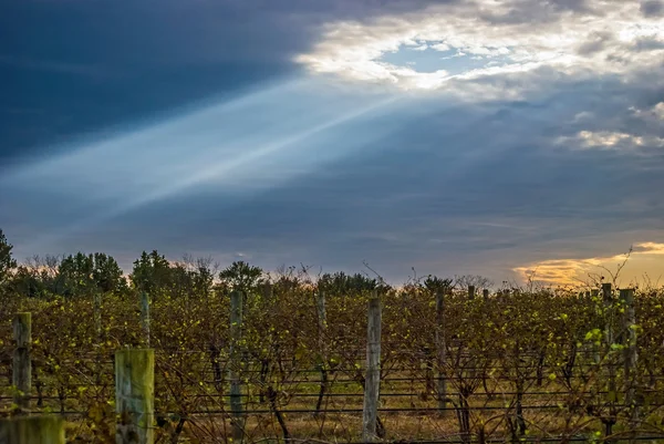 Sunlight streams over a vineyard — Stock Photo, Image