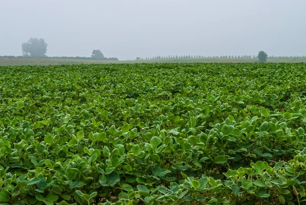 Sojabönor fält i Dimmig morgon — Stockfoto