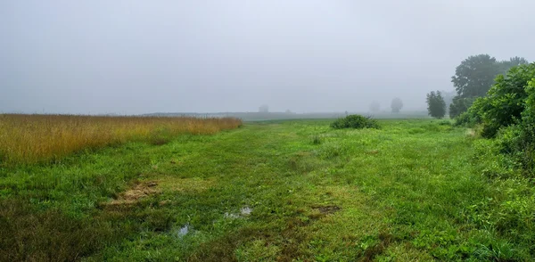 Foggy Meadow em uma manhã nebulosa — Fotografia de Stock