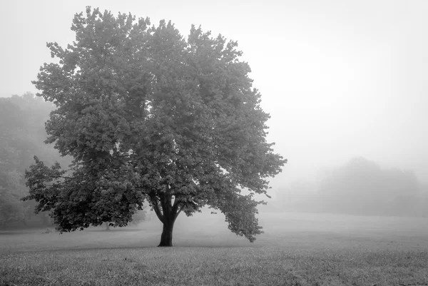 Árbol en campo de niebla — Foto de Stock