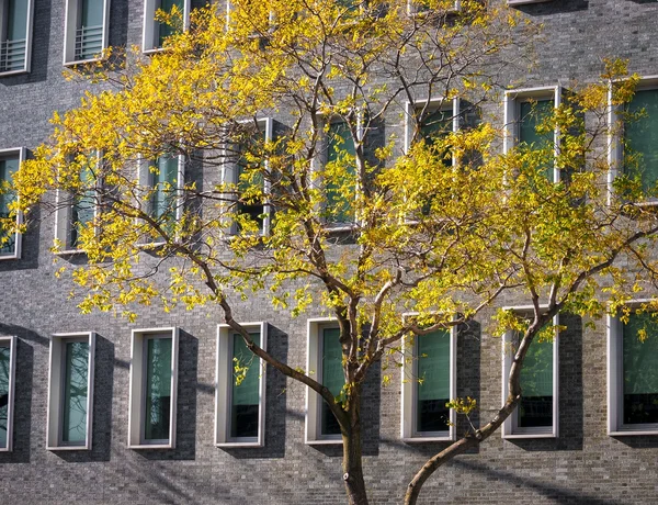 Folhas de outono contrastadas com um edifício — Fotografia de Stock