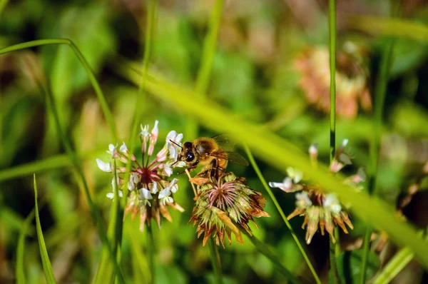 Abeille sur fleur sauvage dans la prairie — Photo