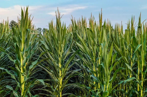 Tiges de maïs vert dans un champ de maïs — Photo