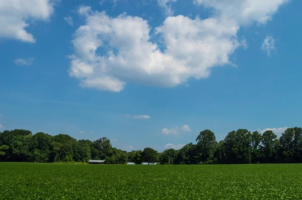 Campo de verano verde — Foto de Stock