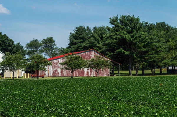 Rode schuur en groene veld — Stockfoto