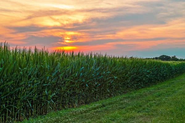 Pôr-do-sol sobre o campo de milho — Fotografia de Stock