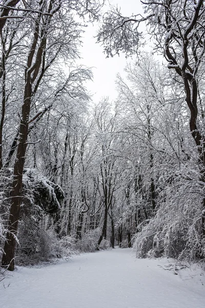 Kalter Wald — Stockfoto