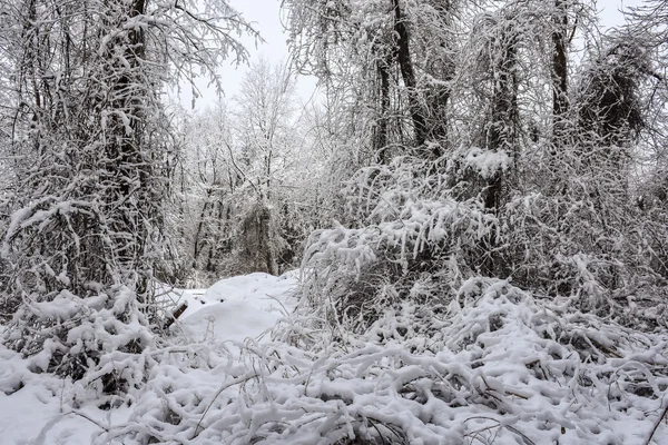 Winter Jungle — Stock Photo, Image