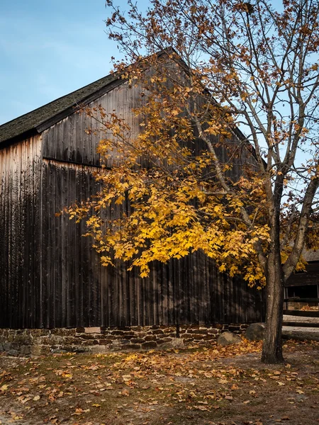 Goldene Scheune — Stockfoto