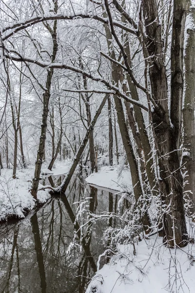 Зимний ручей — стоковое фото