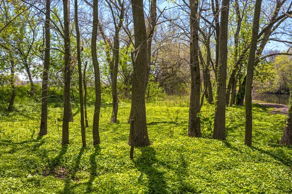 Våren skogsmark — Stockfoto