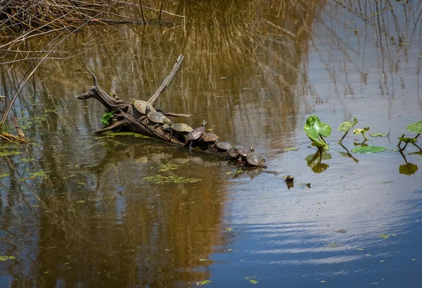 Diez tortugas — Foto de Stock