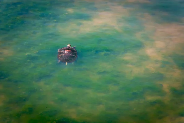 Swimming Painted Turtle — Stock Photo, Image