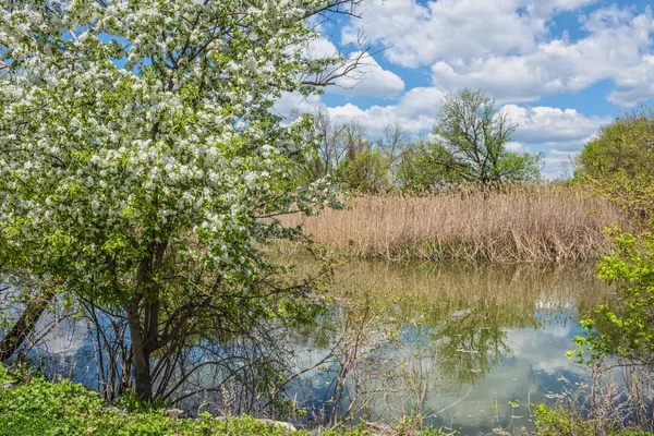 Humedal de primavera —  Fotos de Stock