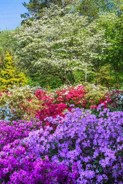 Azaleas coloridas — Foto de Stock