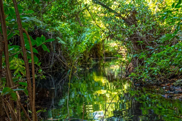 Jungle Stream in Playa Del Carmen — Stock Photo, Image