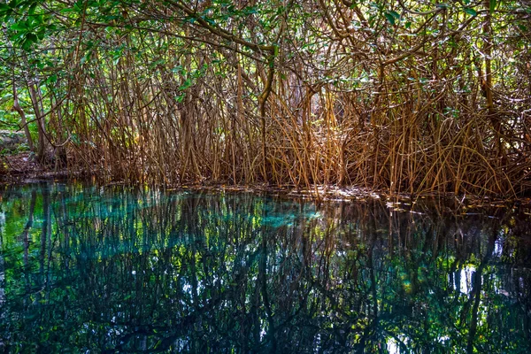 Cenotte in the jungle near Playa Del Carmen — Stock Photo, Image