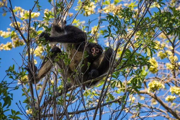 Mère et bébé singe araignée — Photo