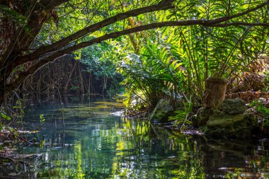 ormanda akışı çalıştırır