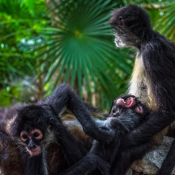 Family of spider monkeys — Stock Photo, Image