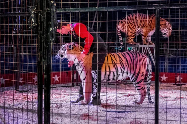 A lion tamer in the cage with tigers