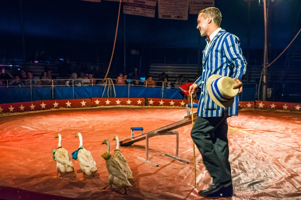 Marschgänse und Tiertrainer — Stockfoto