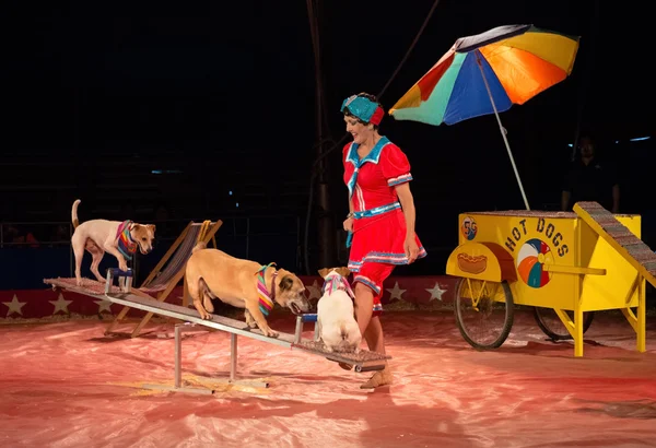 Ein hundeakt im kelly miller circus — Stockfoto