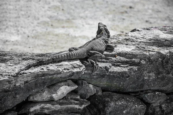 イグアナの尻尾 — ストック写真
