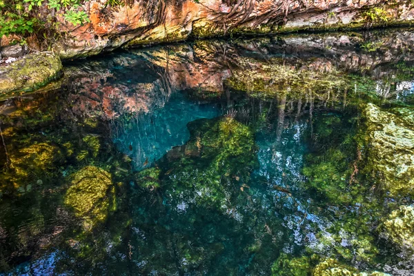No cenote — Fotografia de Stock