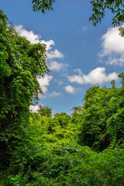 Dense Summer growth — Stock Photo, Image