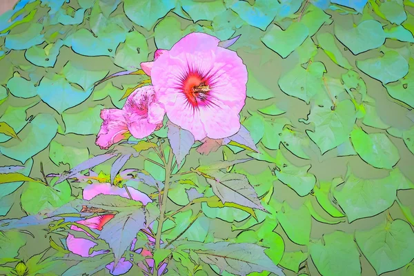 Ibisco rosa — Foto Stock