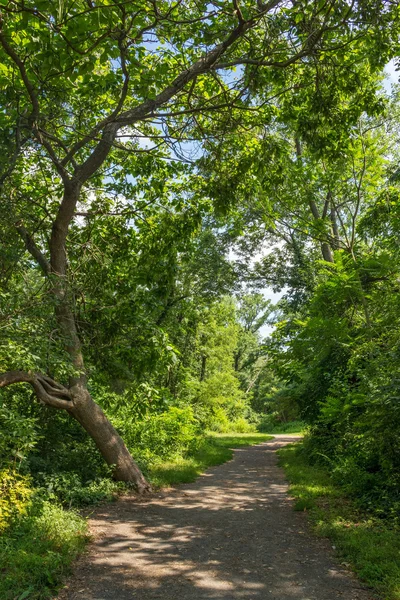 Zomer trail — Stockfoto