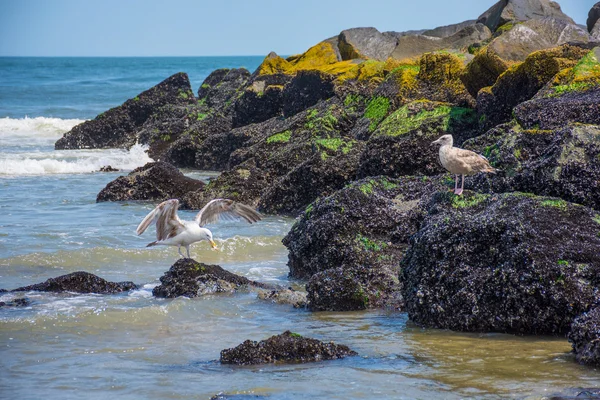 Seagulls on rocky shore — Stock Photo, Image