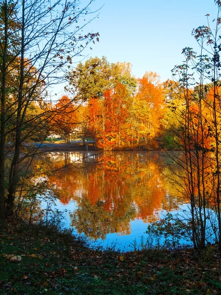 Élénk őszi levelek — Stock Fotó