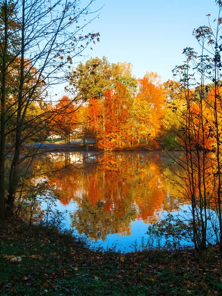 Lebendige Herbstblätter — Stockfoto