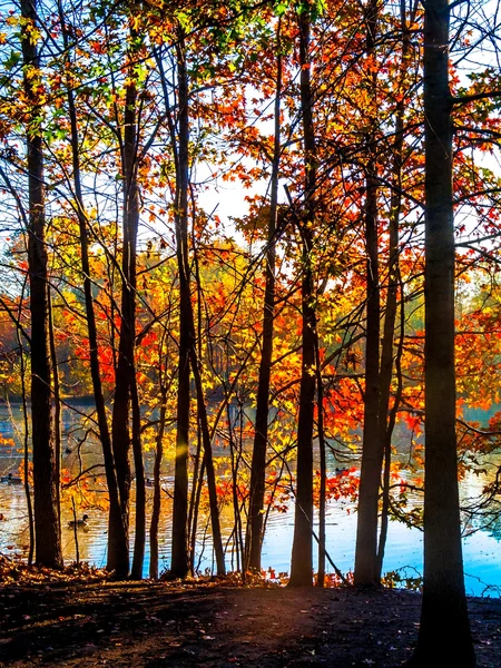 Kolorowy skontrastowane drzew — Zdjęcie stockowe