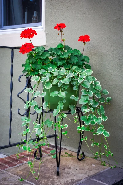 Rød geranium på veranda - Stock-foto