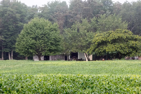 Campo de verano verde — Foto de Stock